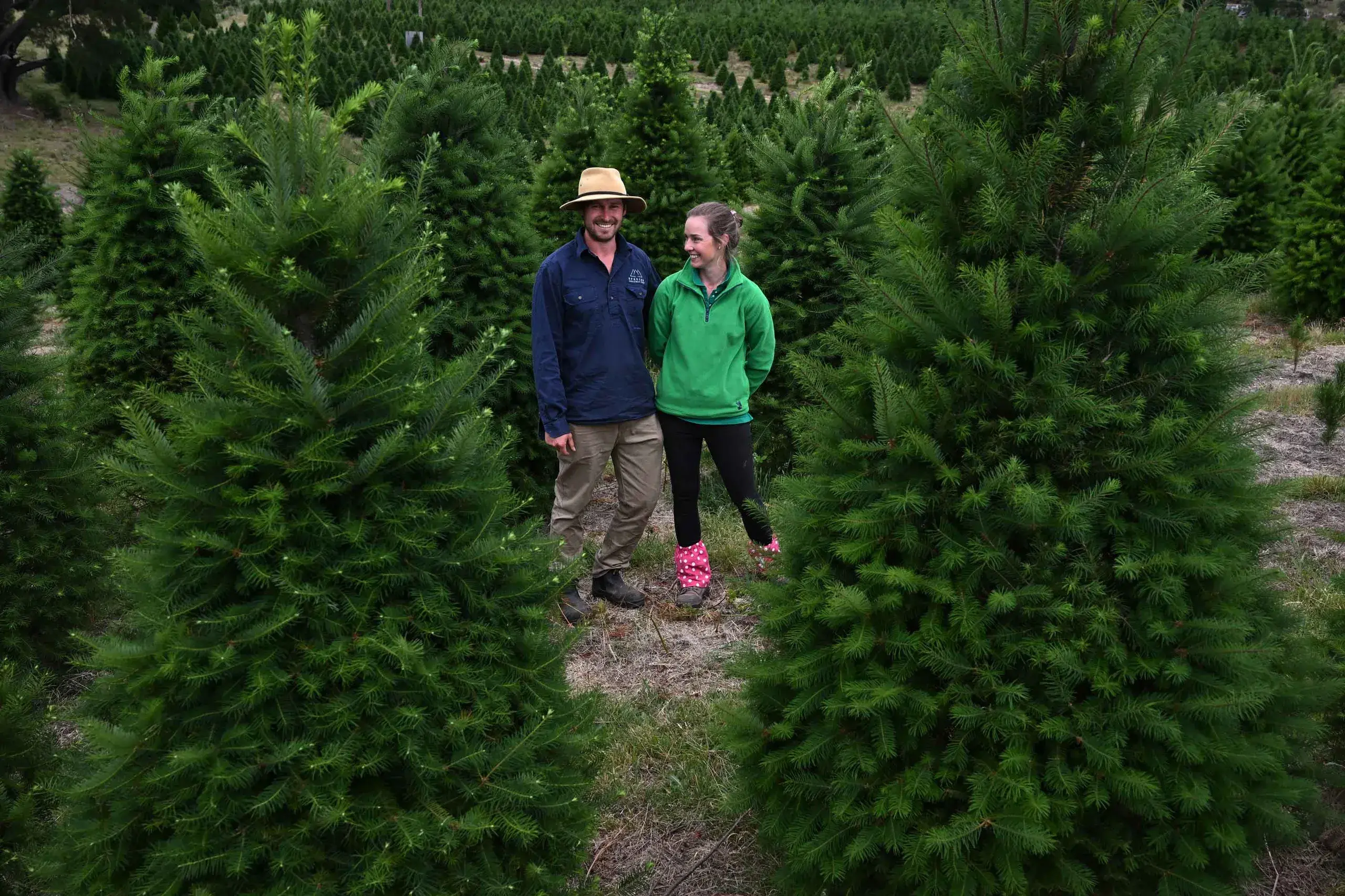 <p>Lawrence and Heather Ranson\\'s Christmas tree farm is a long-term labour of love. Photo: AAP/Dean Lewins</p>\\n