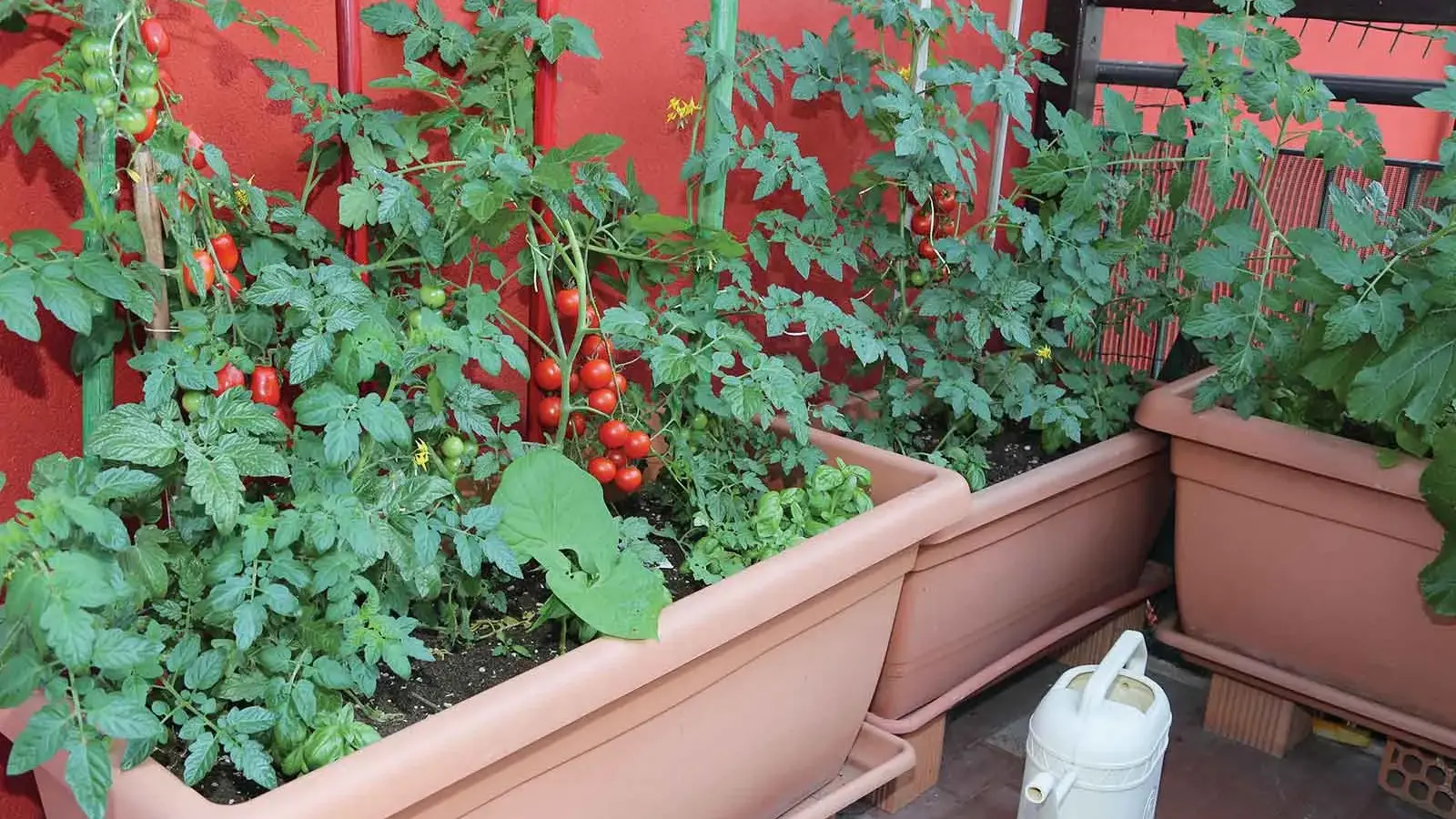 7 golden rules for growing plants in pots