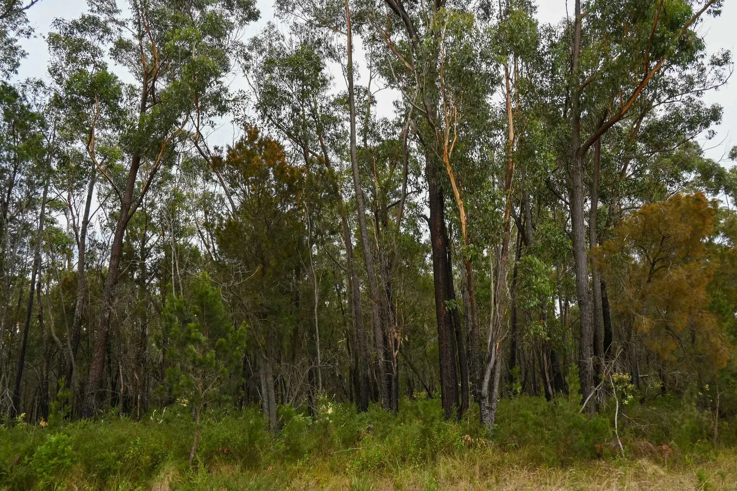 <p>New research has revealed just how quickly Australia\\'s forest stocks are thinning. Photo: AAP/Adrian Black</p>\\n