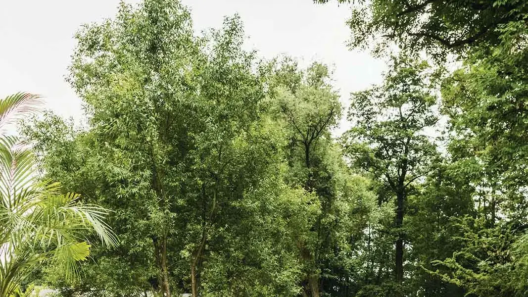 Outdoor rug buying guide