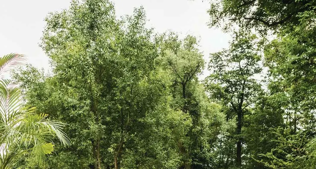 Outdoor rug buying guide