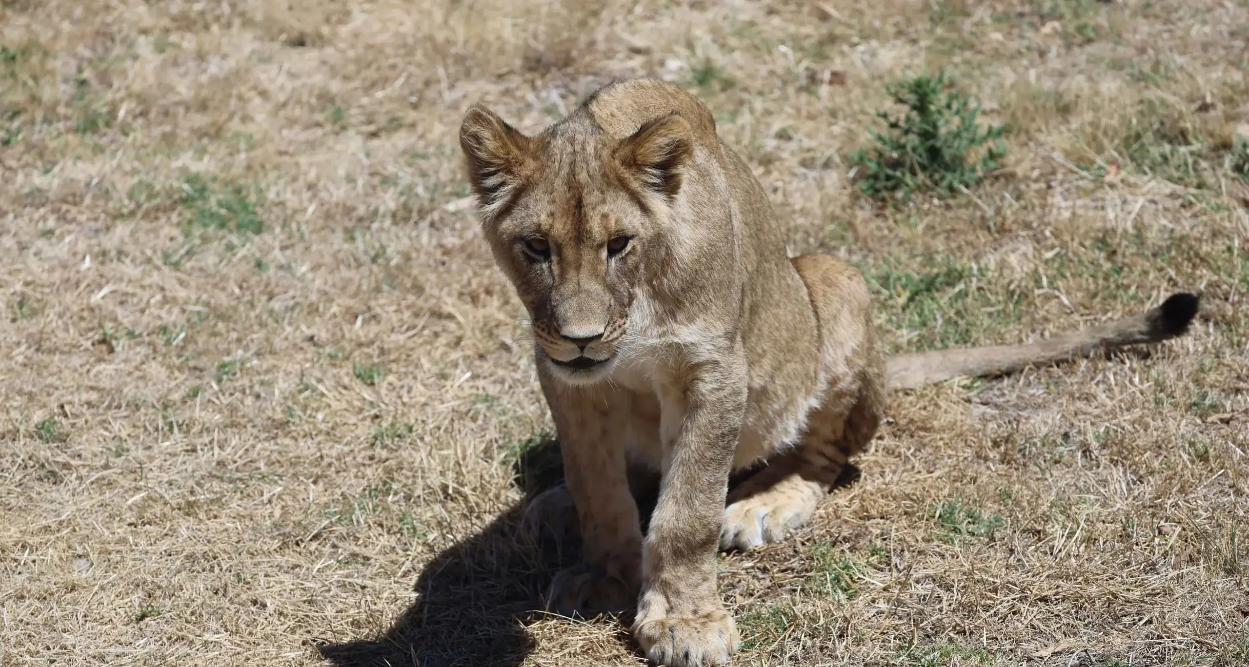 See the new baby-borns at the zoo
