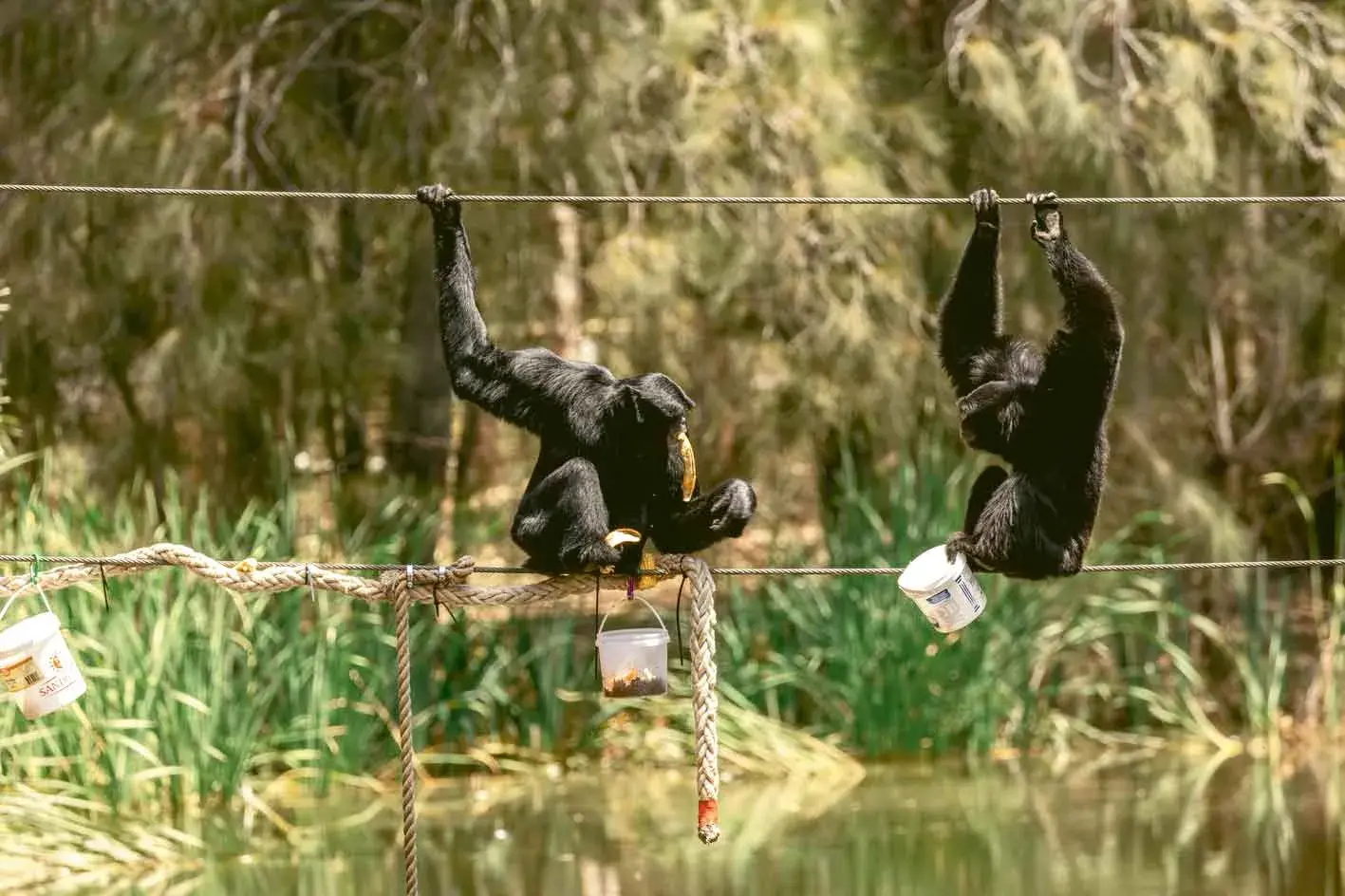 <p>The iconic call of the Siamang is once again ringing out across Dubbo after duo Kasarna and Kasem made their public debut at Taronga Western Plains Zoo just before Christmas. Photo: Greg Gawthorne</p>\\n