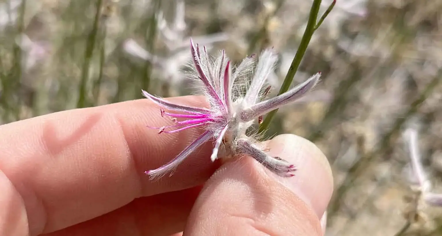 Citizen scientist discovers 'extinct' native plant