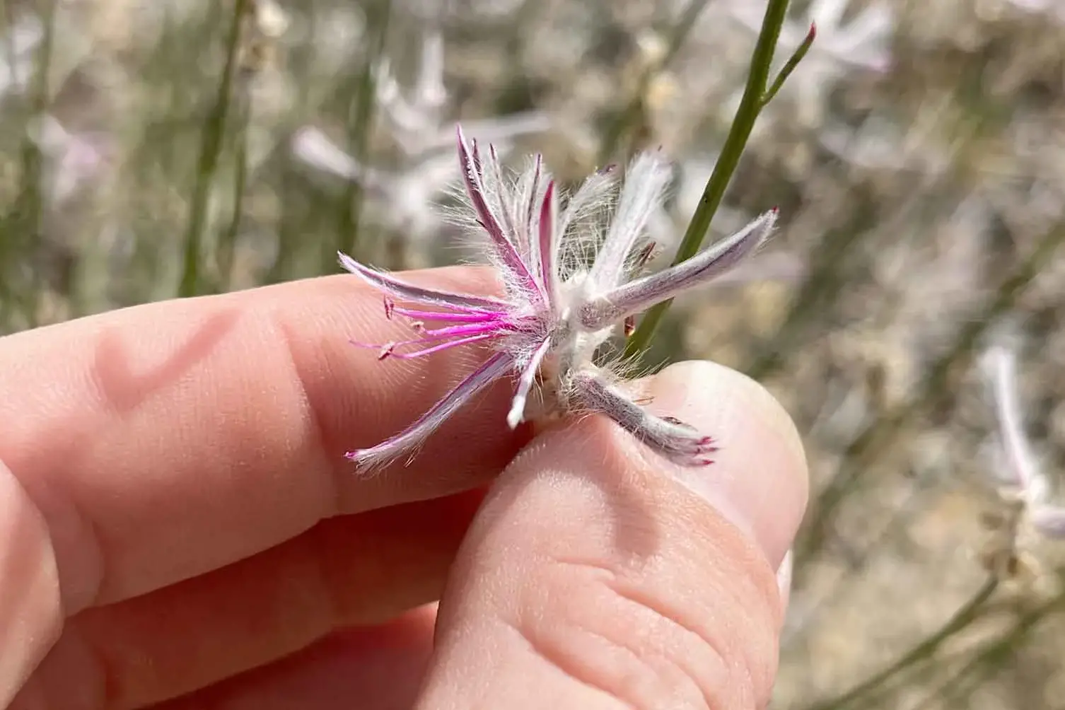 <p>The small, slender Australian shrub Ptilotus senarius had been presumed to be extinct. Photo: AAP/PR Image Photo</p>\\n