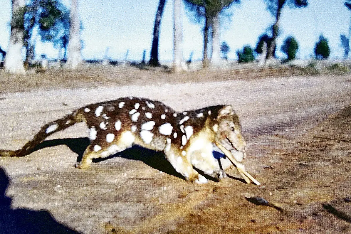 Carnivorous quoll at Gilgandra, 1959-1960