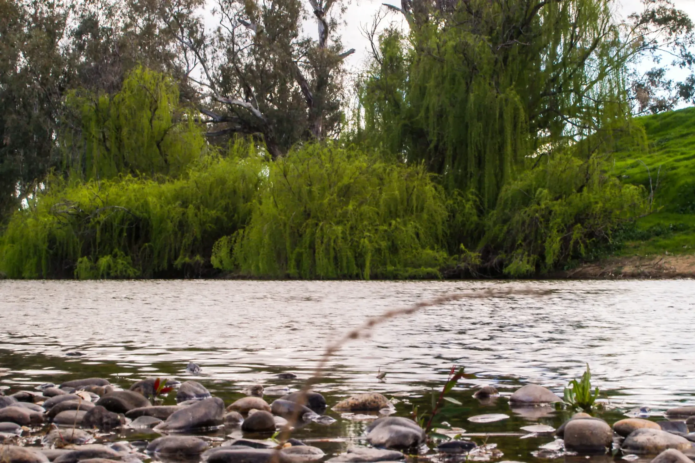 <p>Willow trees pictured on the Macquarie River two decades ago. Photo: Dubbo Photo News/file</p>\\n