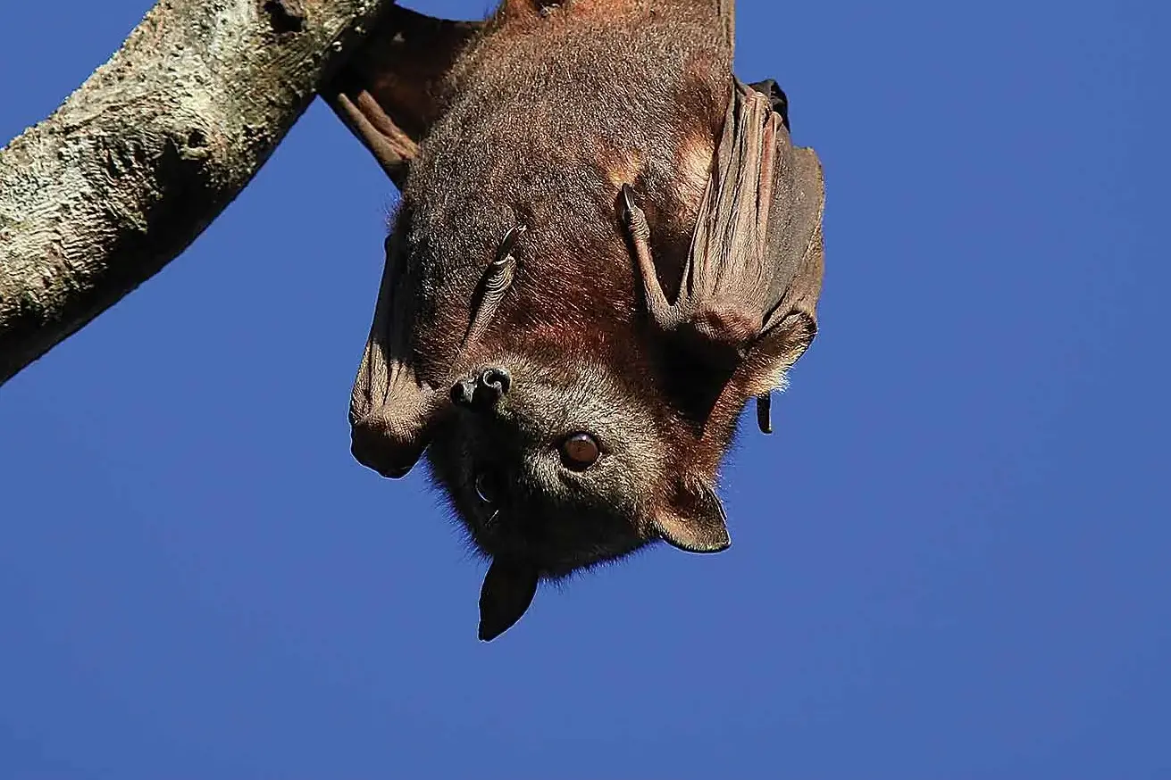 <p>While flying foxes can look cute and harmless, they can also be carrying very nasty diseases.</p>\\n