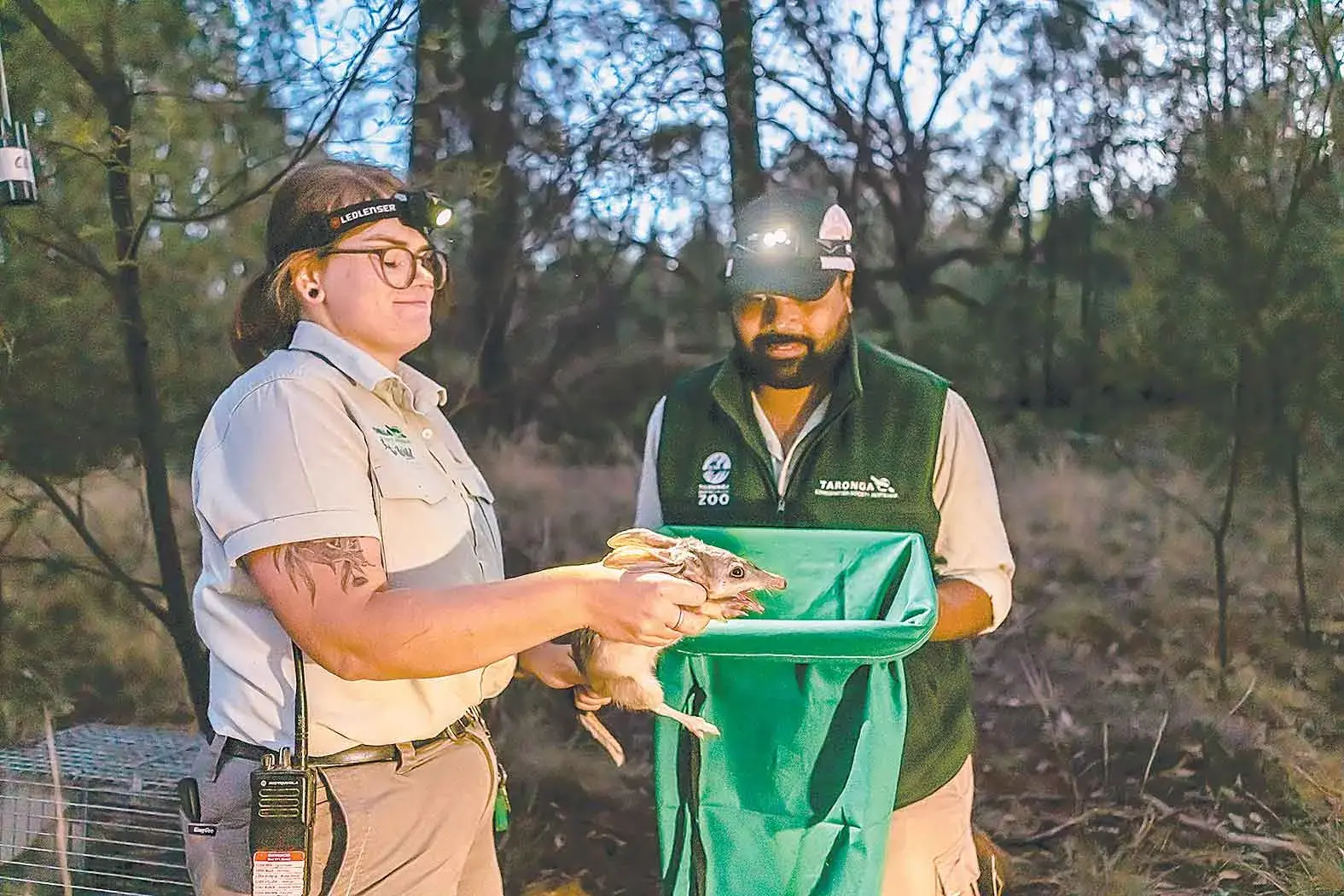 <p>Taronga Western Plains Zoo Conservation Keeper Leonie Pascua and trainee keeper Jarred Clark assess a Greater Bilby in the Taronga Sanctuary. Photo: Rick Stevens </p>\\n