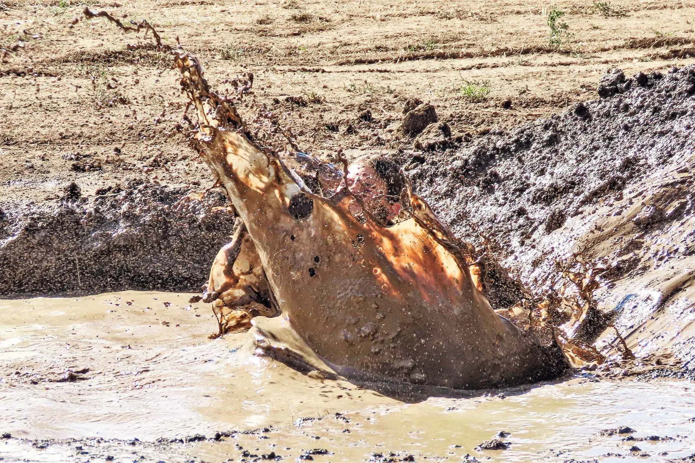 <p>Where there\\'s muck, there\\'s fun! The 2026 Titan Macquarie Mud Run will take the mud and laughs to the next level. Photo: Dubbo Photo News</p>\\n