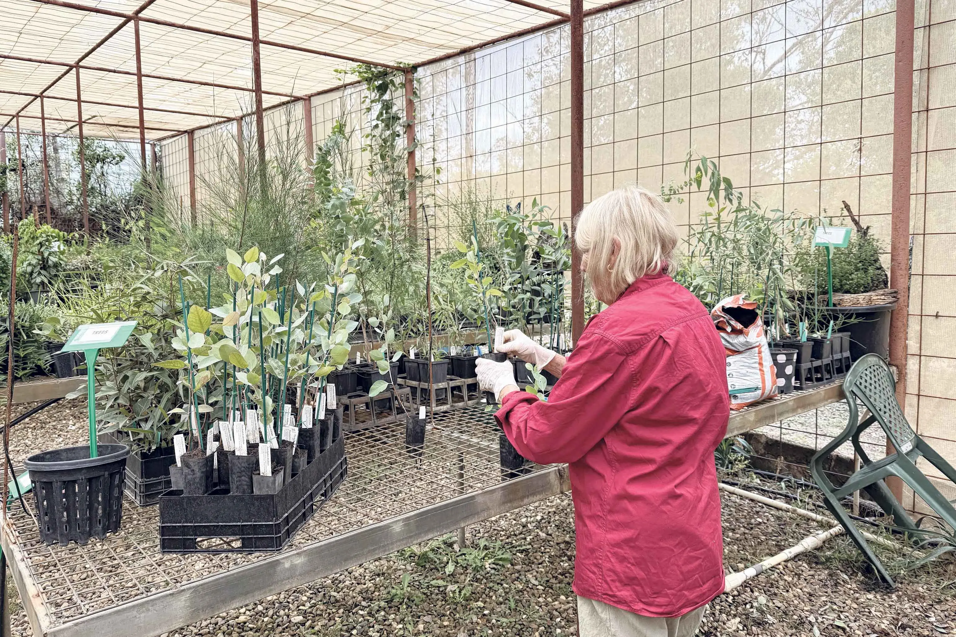 <p>Hosting their autumn plant sale this Saturday, March 21, from 8am, Friends of Burrendong Arboretum are celebrating National Eucalypt Day with guided walks in key areas of renewal in the Botanic Garden. Photo: Supplied</p>\\n