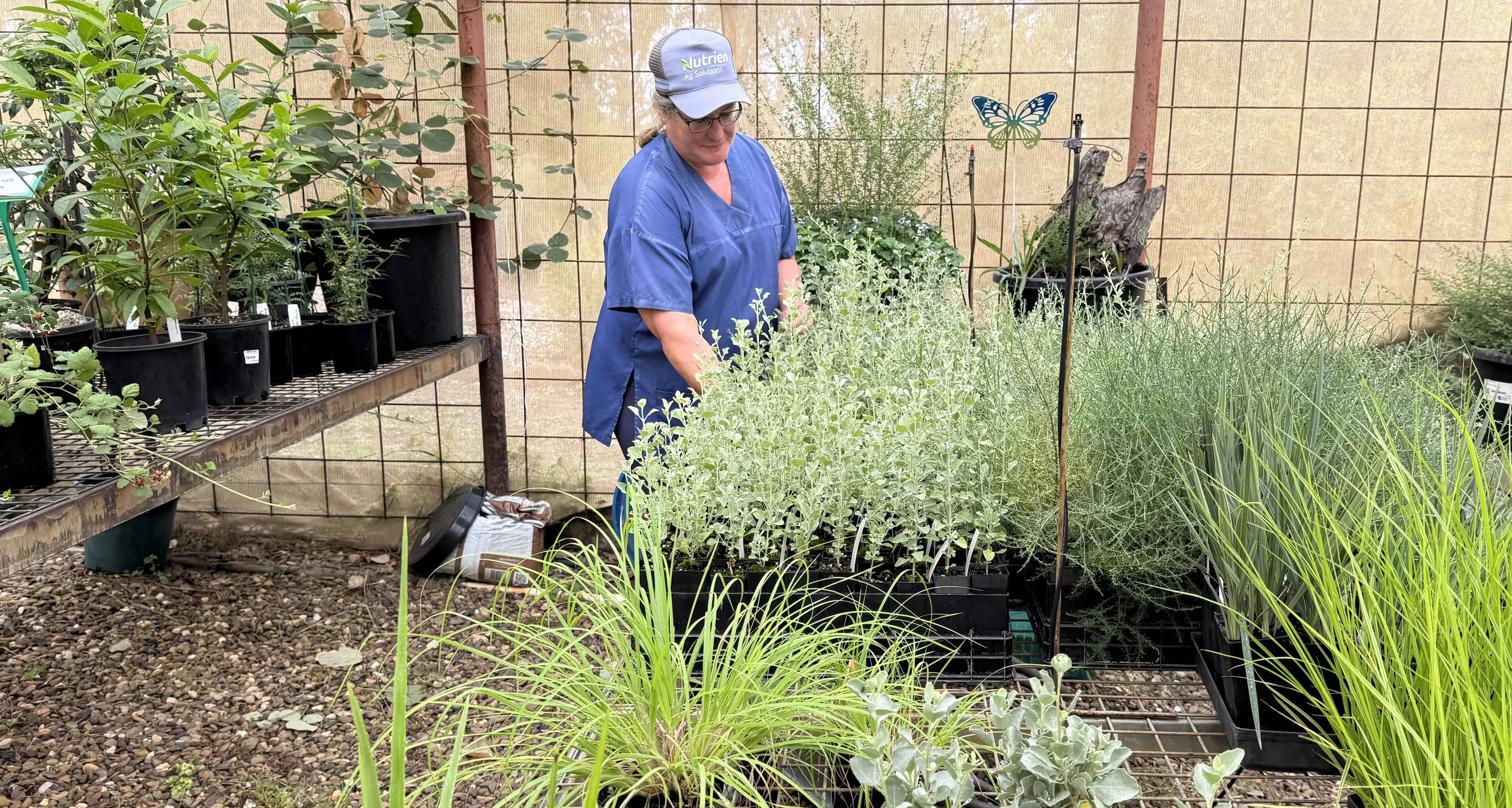 Head out to Burrendong autumn plant sale, as eucalypt audit gets underway