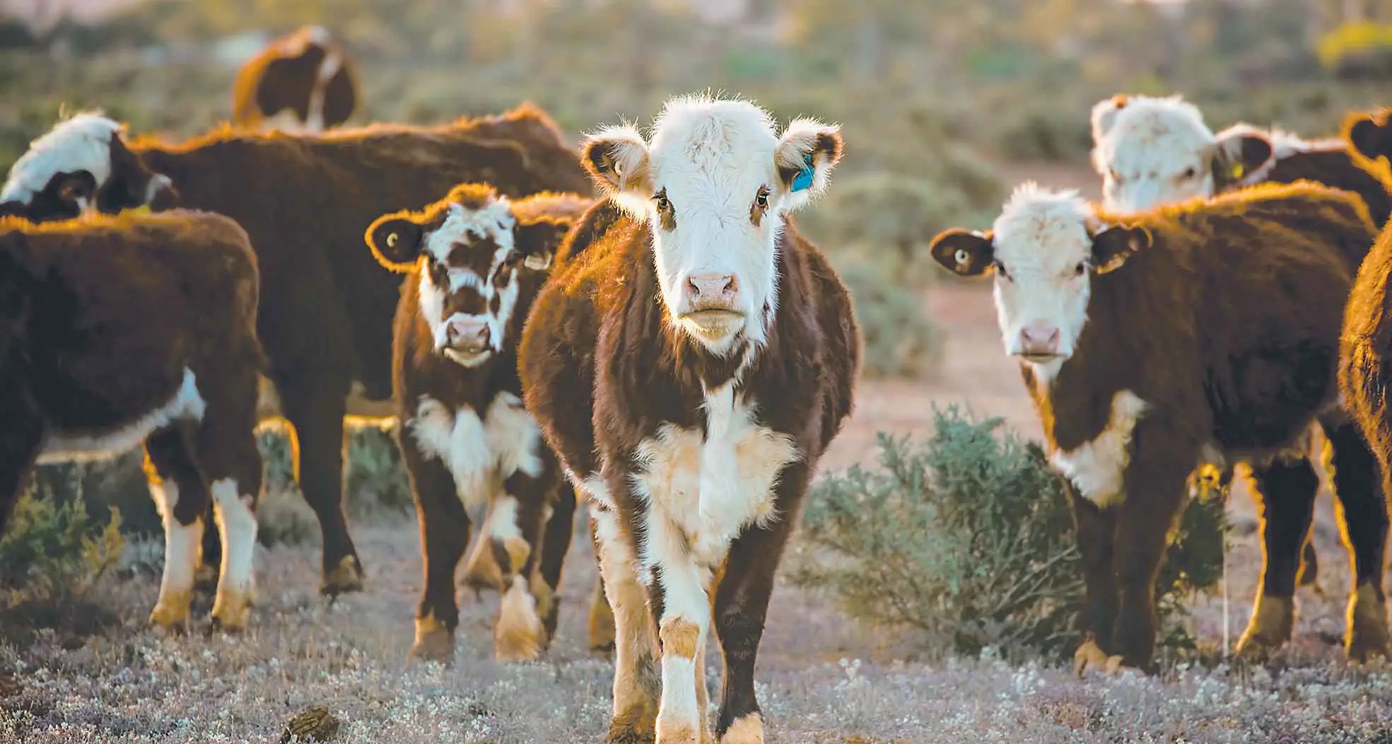 Livestock the focus of field day at Trangie