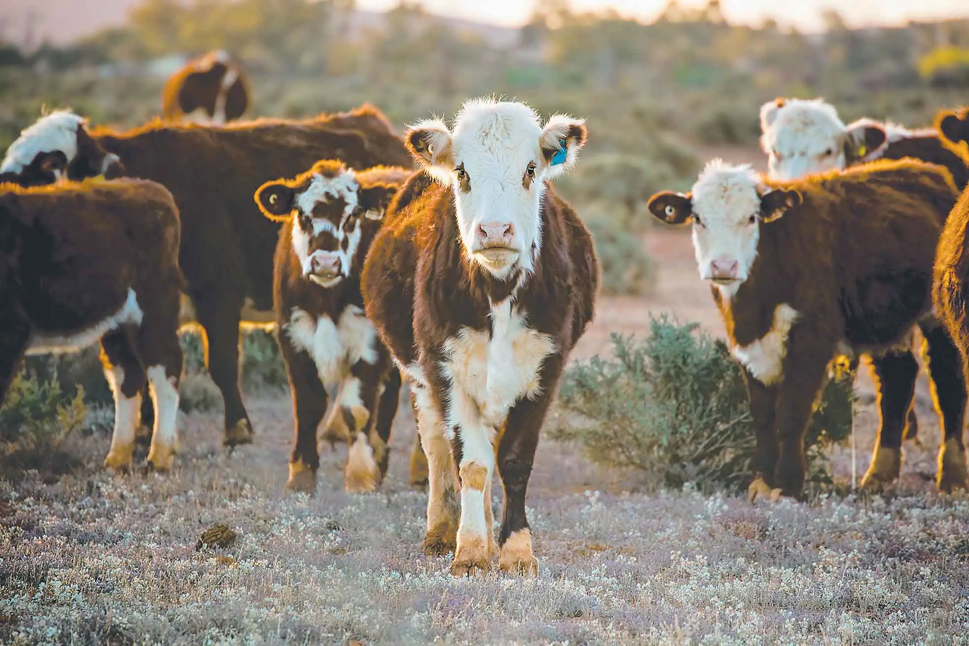 <p>It\\'s all about livestock at a field day in Trangie.</p>\\n