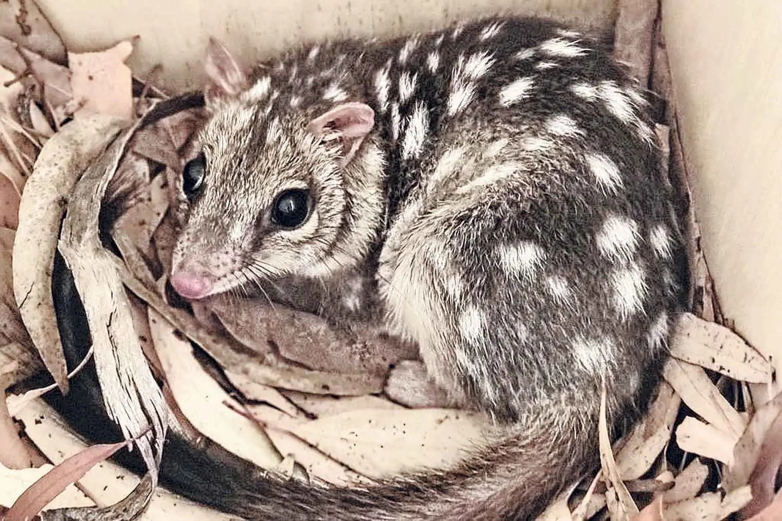 <p>Far north Queensland stowaway Stowie the Northern Quoll at Taronga Wildlife Hospital Dubbo. Photo: Jodie Lardner-Smith</p>\\n