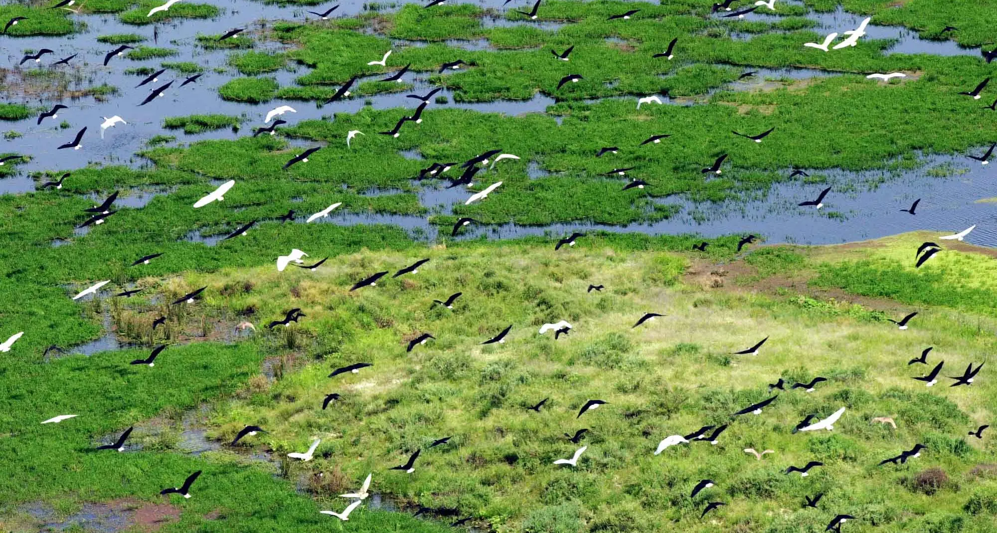 Traditional owners want say in managing totem species