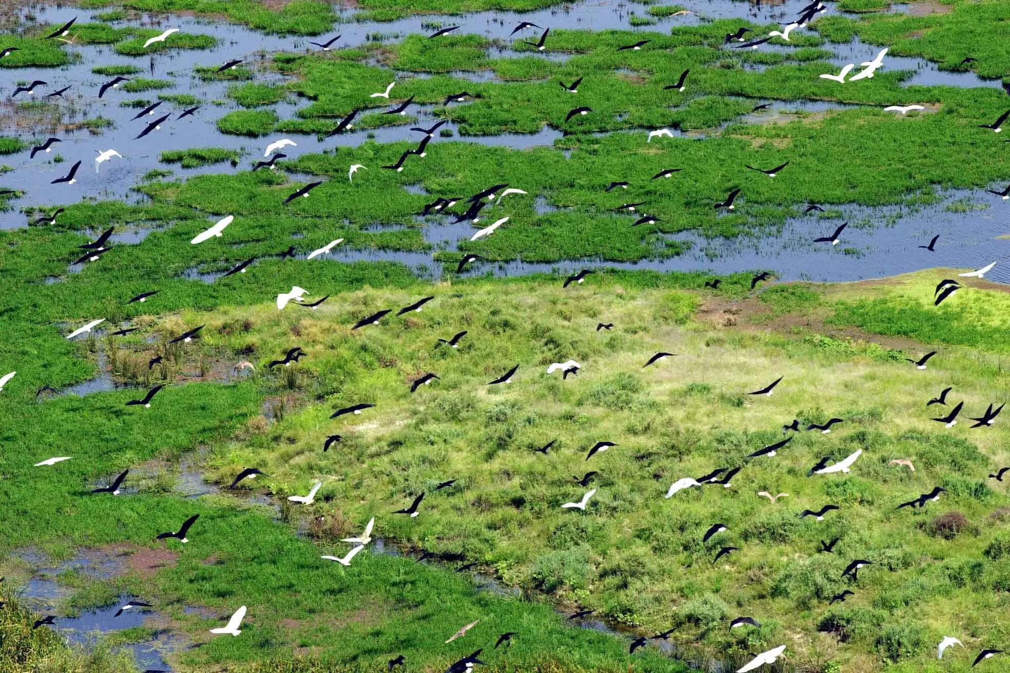 <p>The Macquarie Marshes, near Warren in northwestern NSW, has served as traditional Country to the Wayilwan People for thousands of years. The region was included in a study of how iconic species are culturally significant for Indigenous Australians. Photo: AAP/Dean Lewins</p>\\n