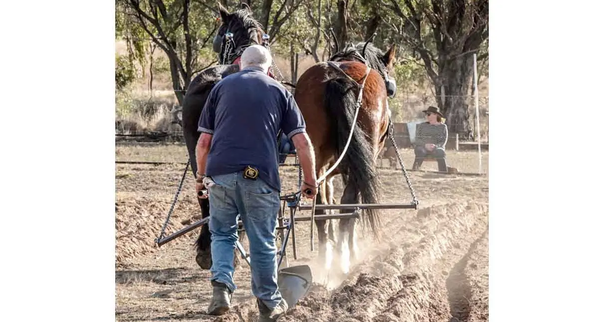 Golden half-century, as ploughing competition is after Orana teams