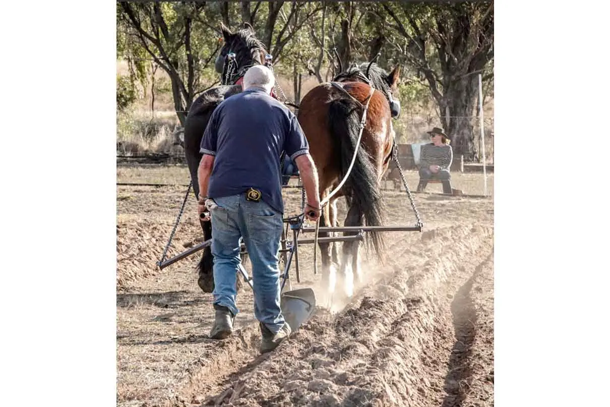 <p>Ploughing ahead, industry legend Chris Chapman from Blayney, multiple winner of the Golden Plough event. Photo: Helen Akerstrom</p>\\n