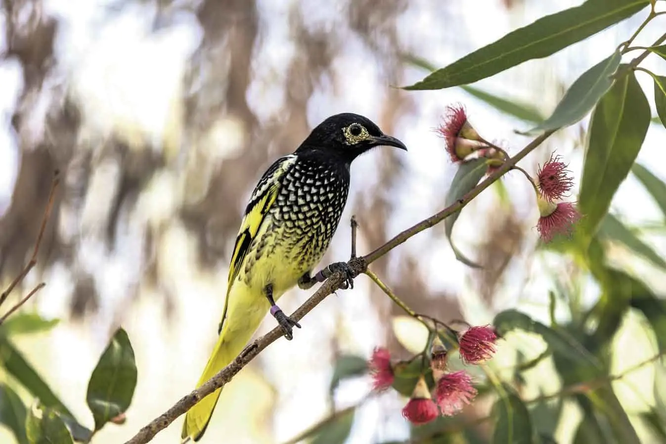 <p>The critically endangered Regent Honeyeater is re-learning its song thanks to a zoo and university collaboration. Photo: Rick Stevens</p>\\n