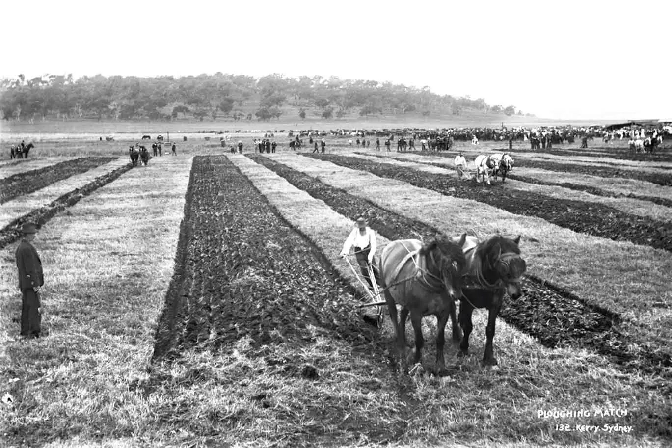 <p>Ploughing competitions first became popular in the early 19th century. Photo:  Tyrrell Photographic Collection, Powerhouse Museum, Wikicommons.</p>\\n