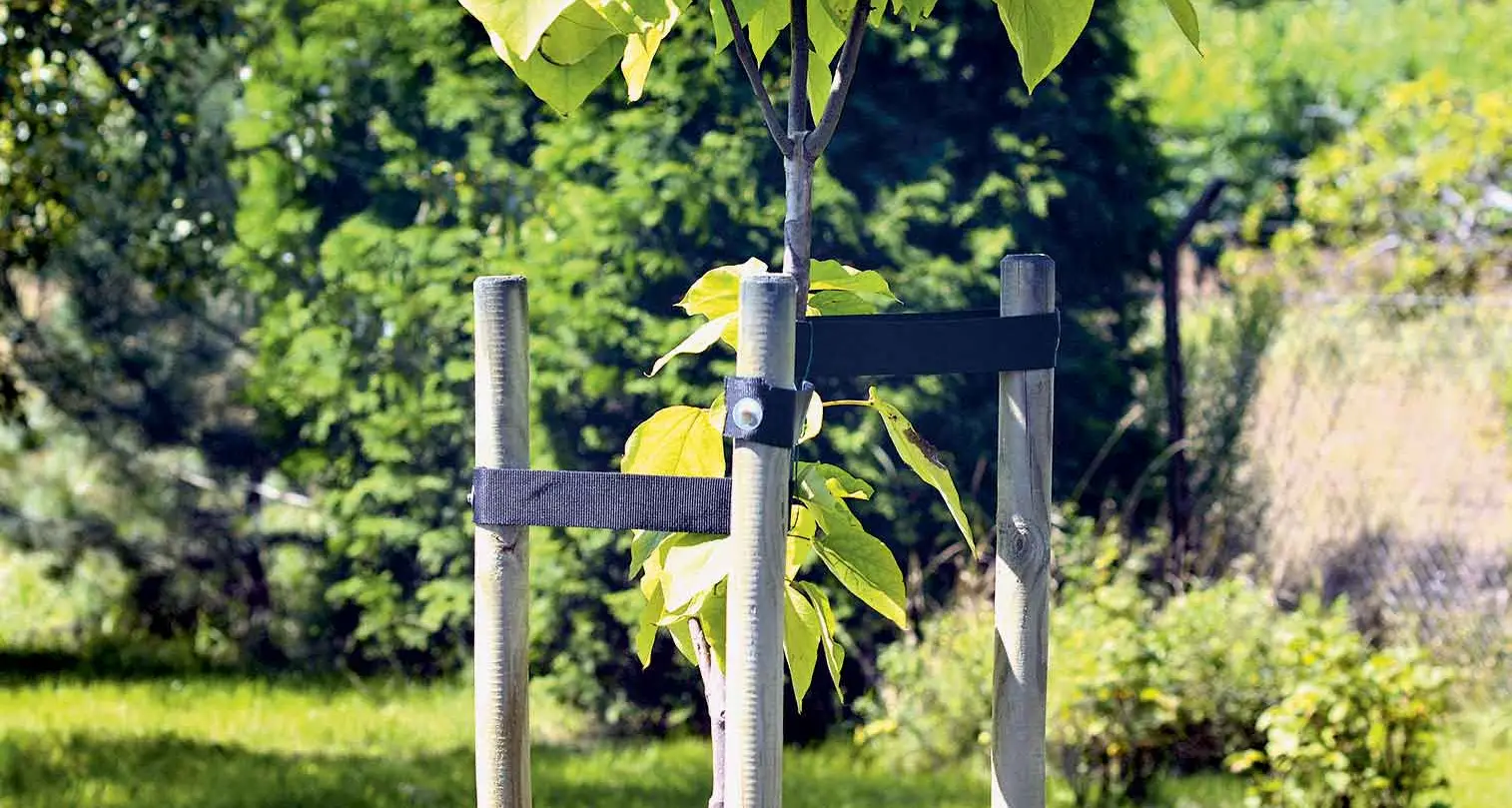 A brief guide to installing a tree stake