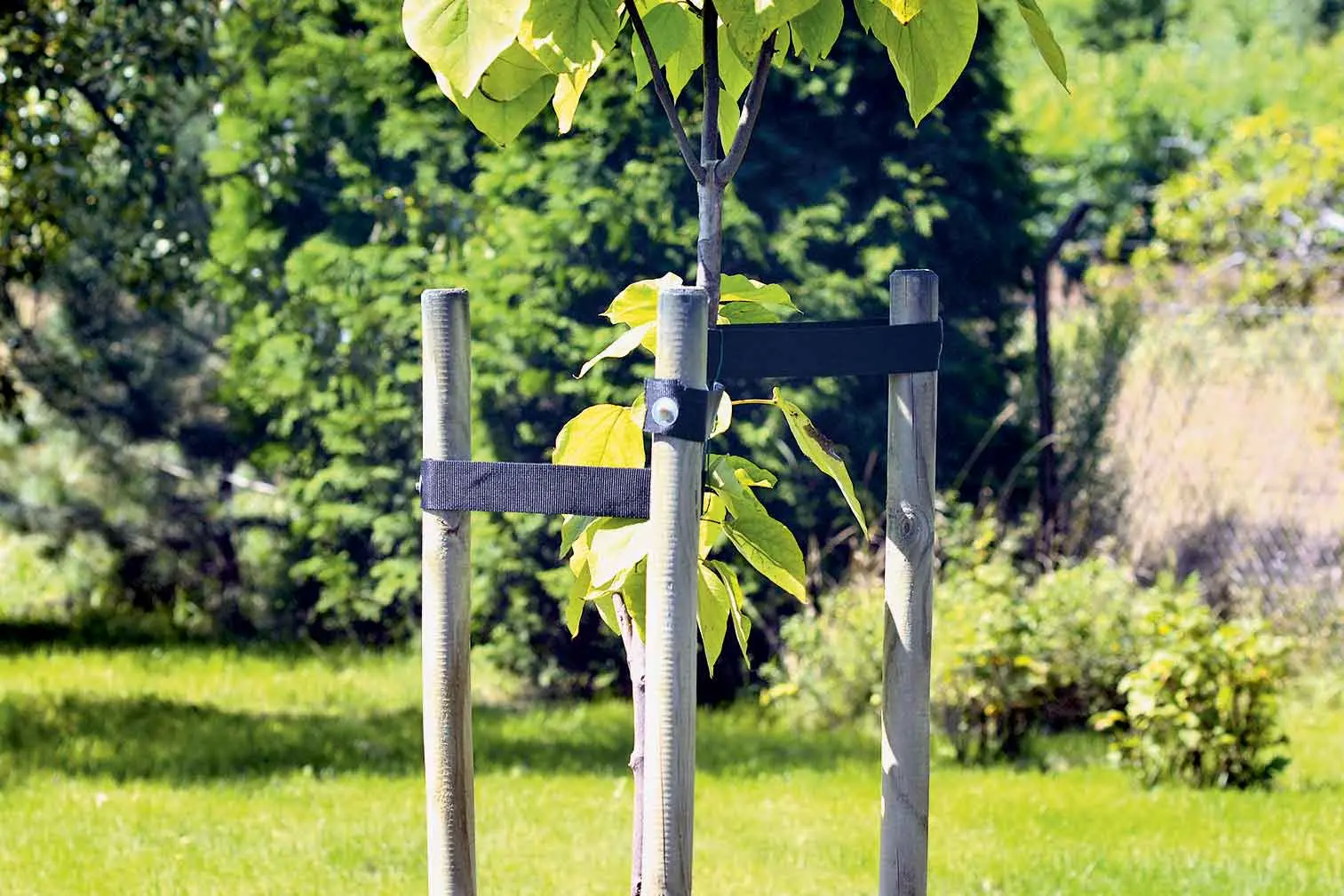 <p>If a newly planted trees look unstable, you may need to help stabilise it with a stake.</p>\\n