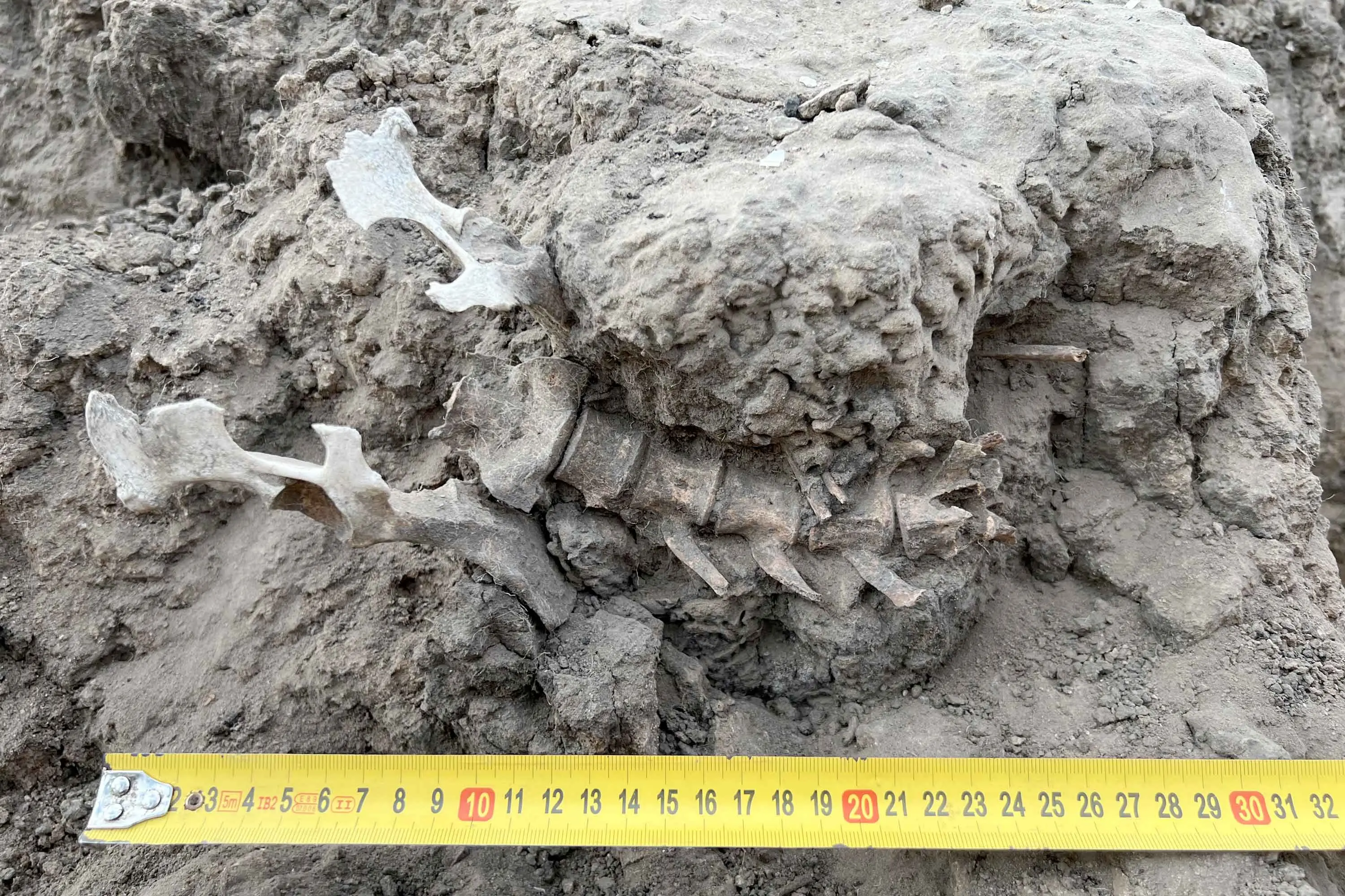 <p>An ancient grave provides evidence of the close bond between First Nations people and dingoes. PHOTO: AAP/Supplied by Australian Museum, Dr Amy Way</p>\\n