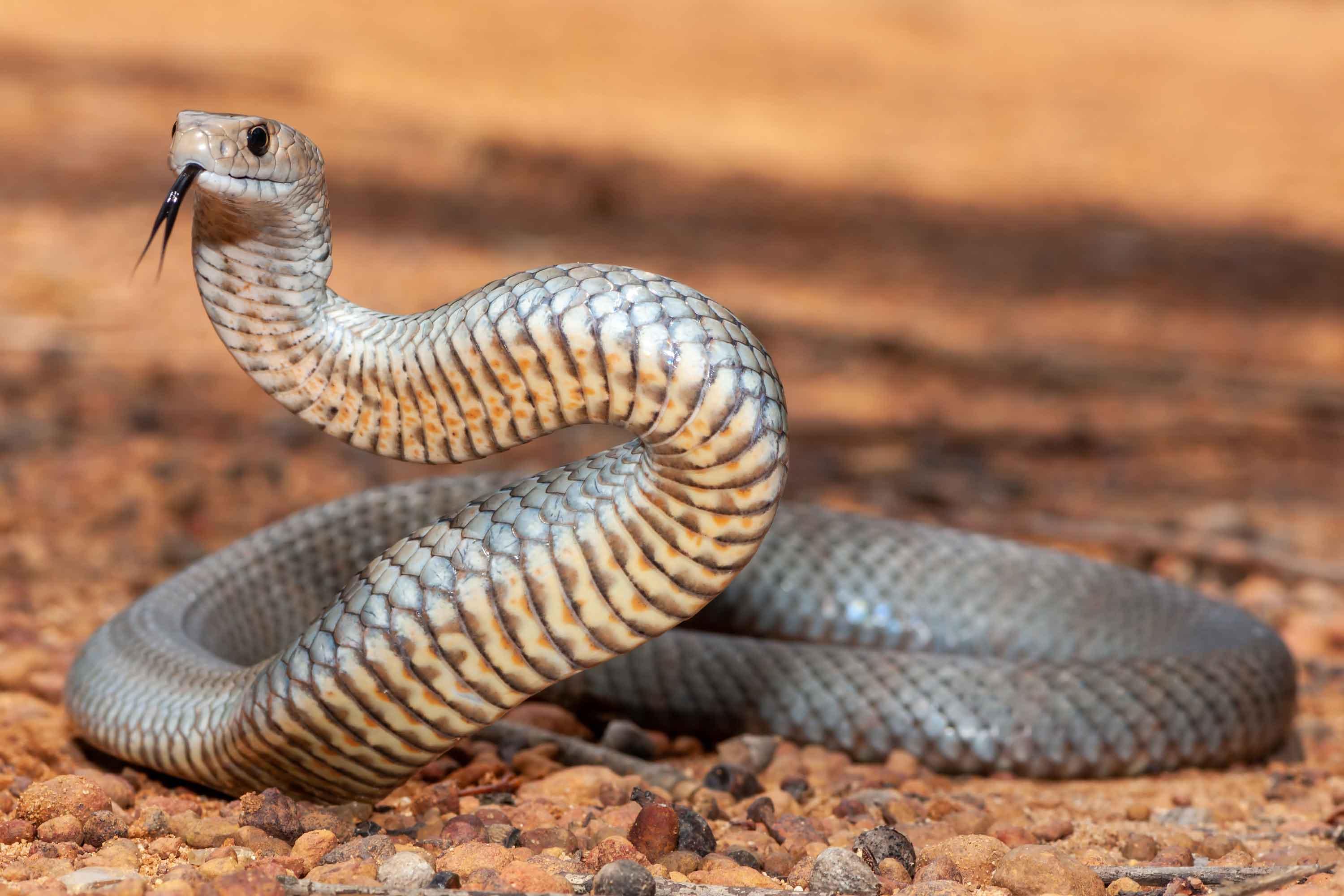 Snakes slithering southward due to climate change