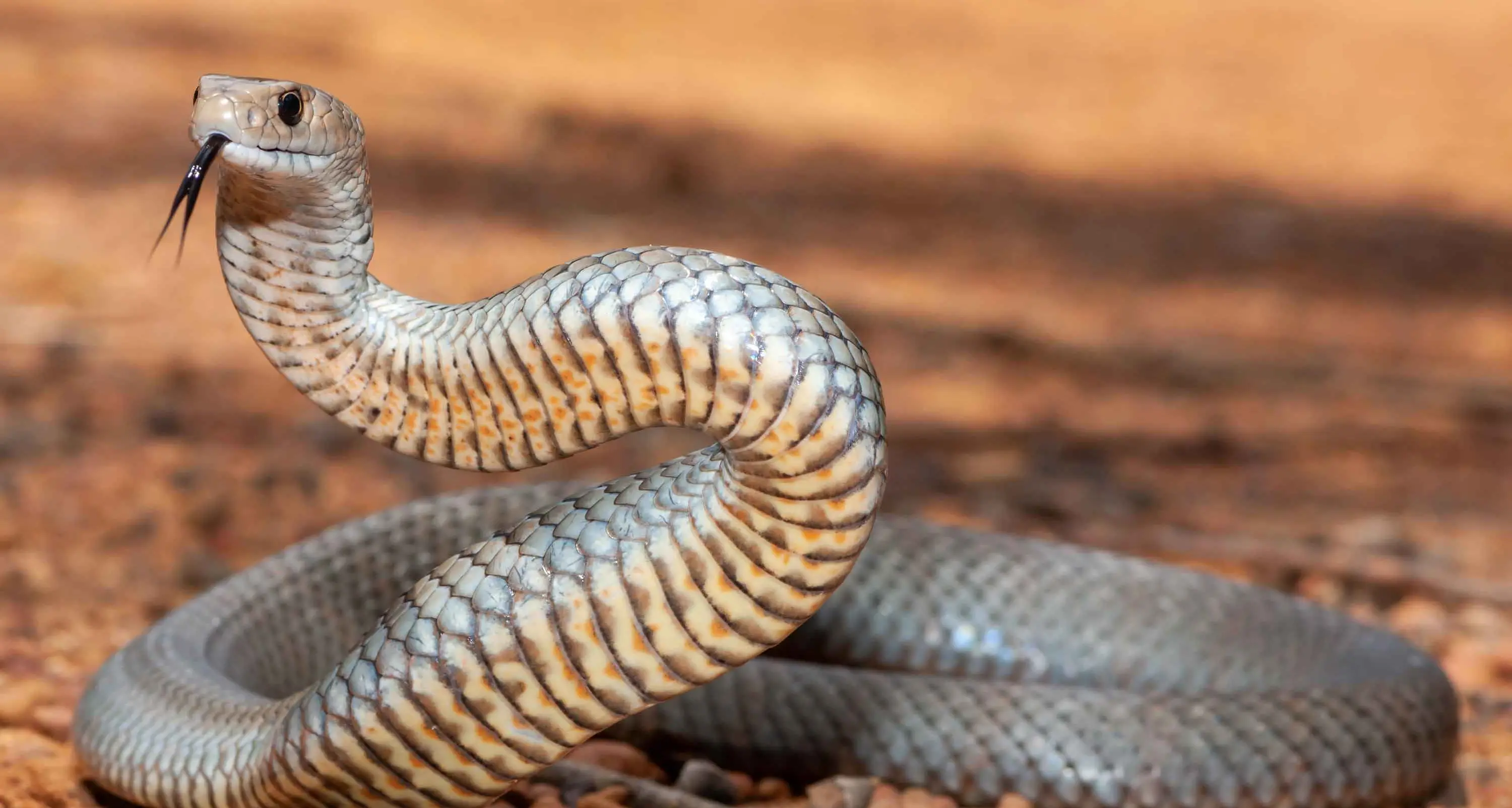 Snakes slithering southward due to climate change