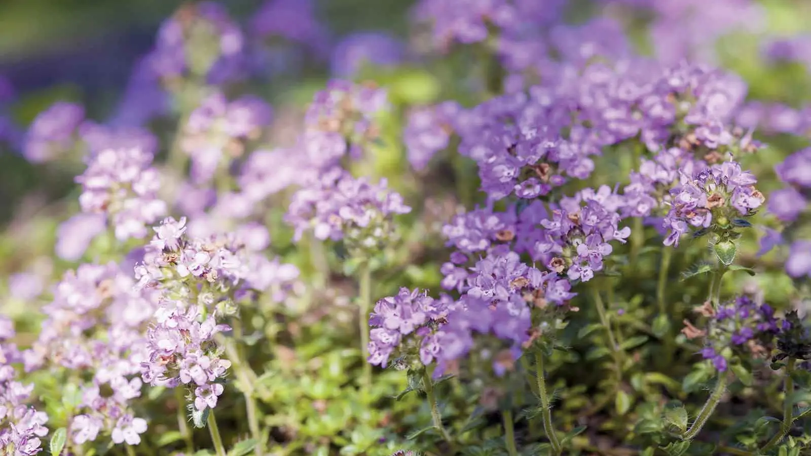 Ground cover plants offer low-maintenance alternative to traditional lawns