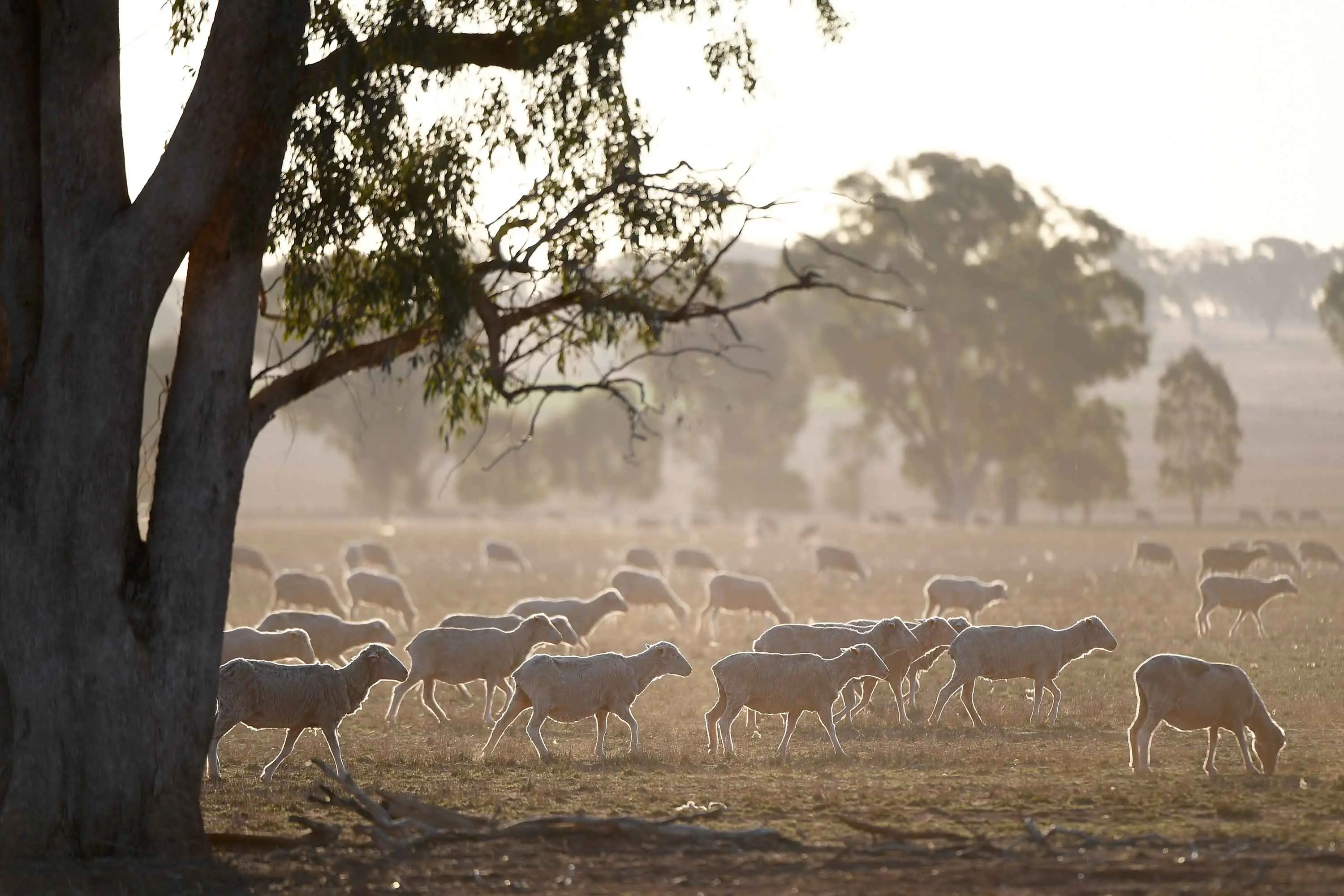 <p>More than half of NSW remains drought affected. Photo: AAP</p>\\n
