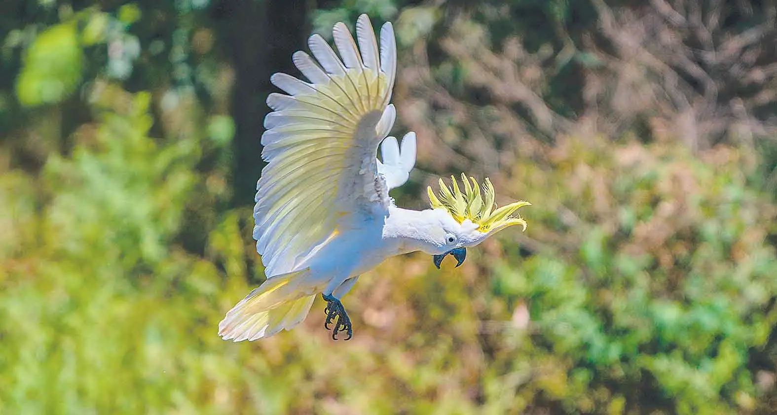 Magpies swoop to top spot in 2025 national bird count