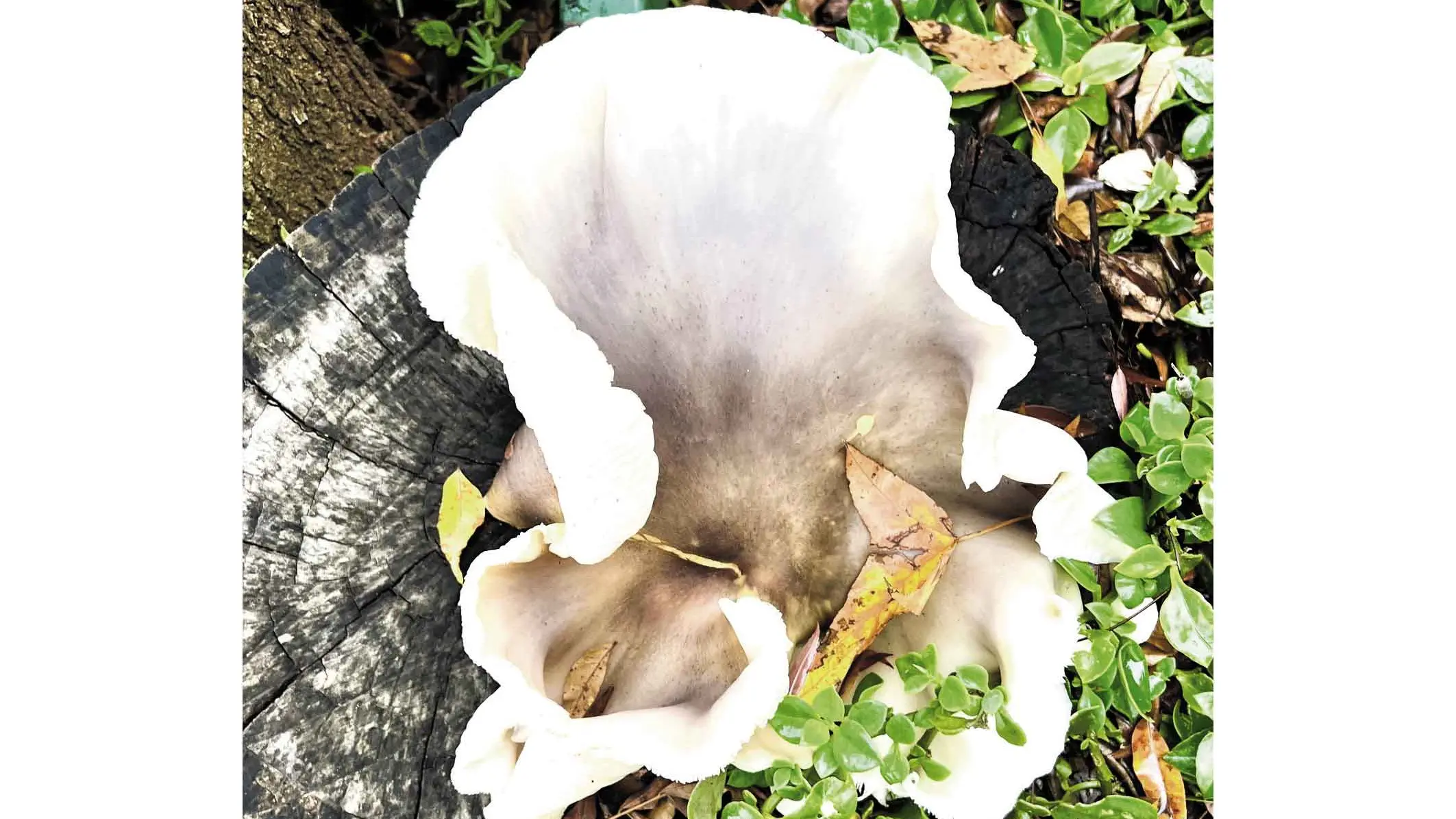 Cora's fancy fungus is living its best life