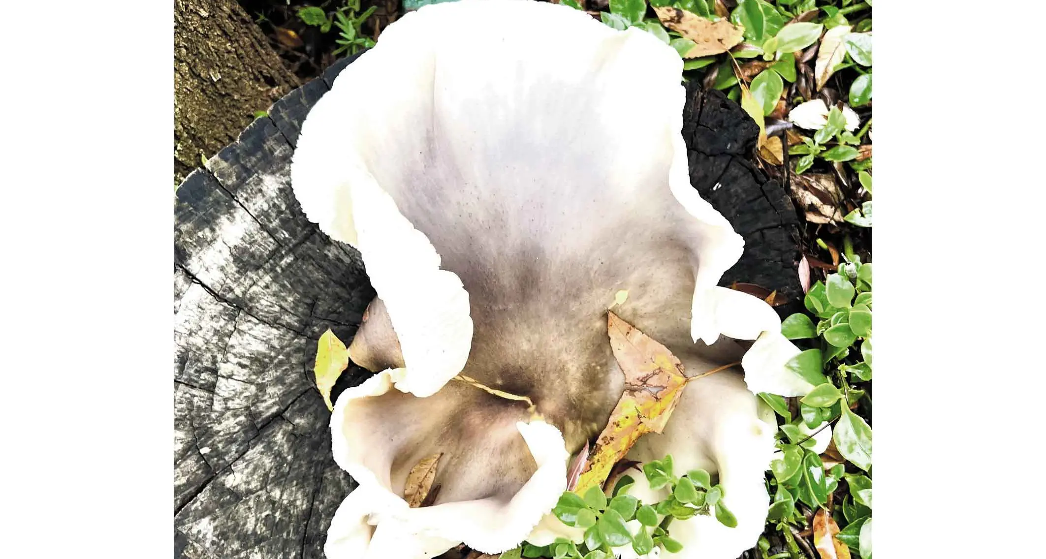 Cora's fancy fungus is living its best life
