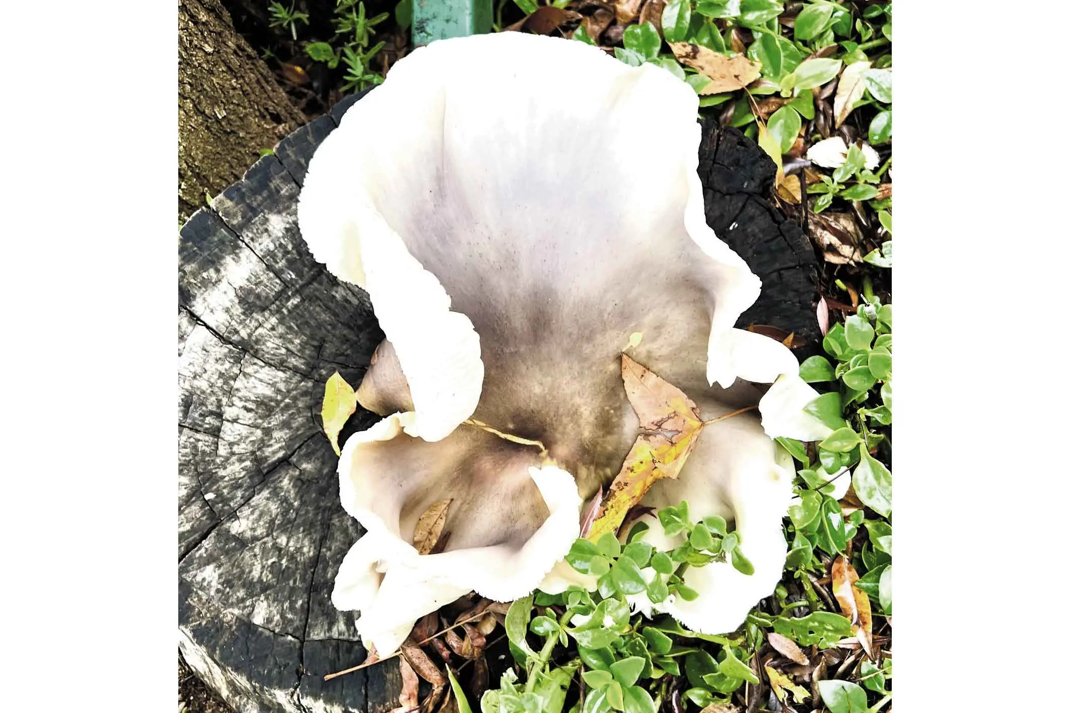 Cora's fancy fungus is living its best life