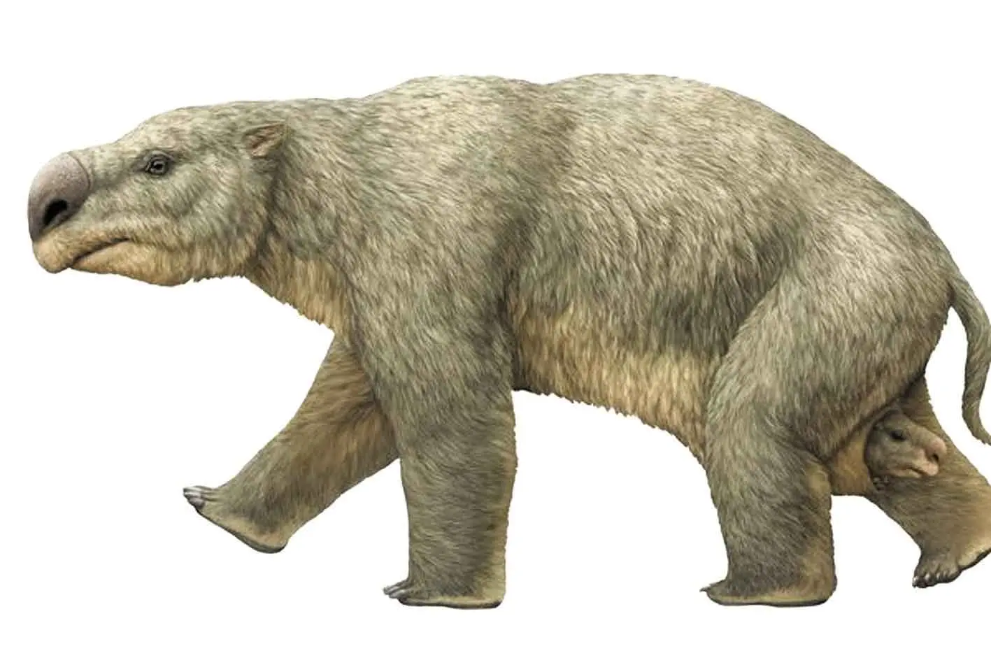 <p>Digging for Diprotodons? More funding has been announced for megafauna research at the Wellington Caves. Photo: Australian Museum</p>\\n