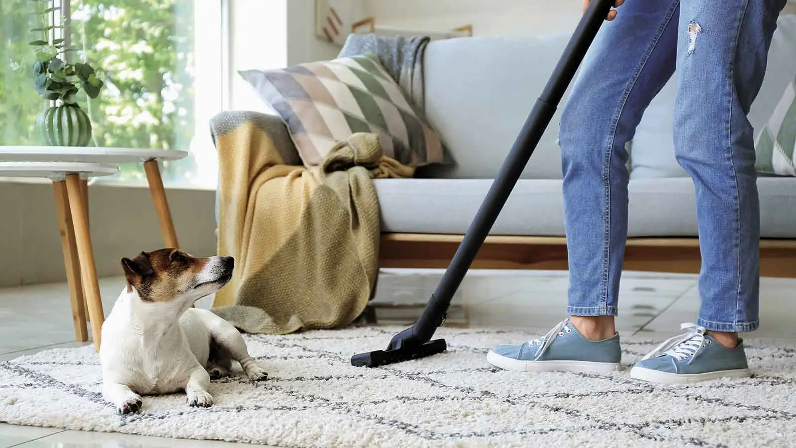 How home-sellers with pets can prepare for inspections