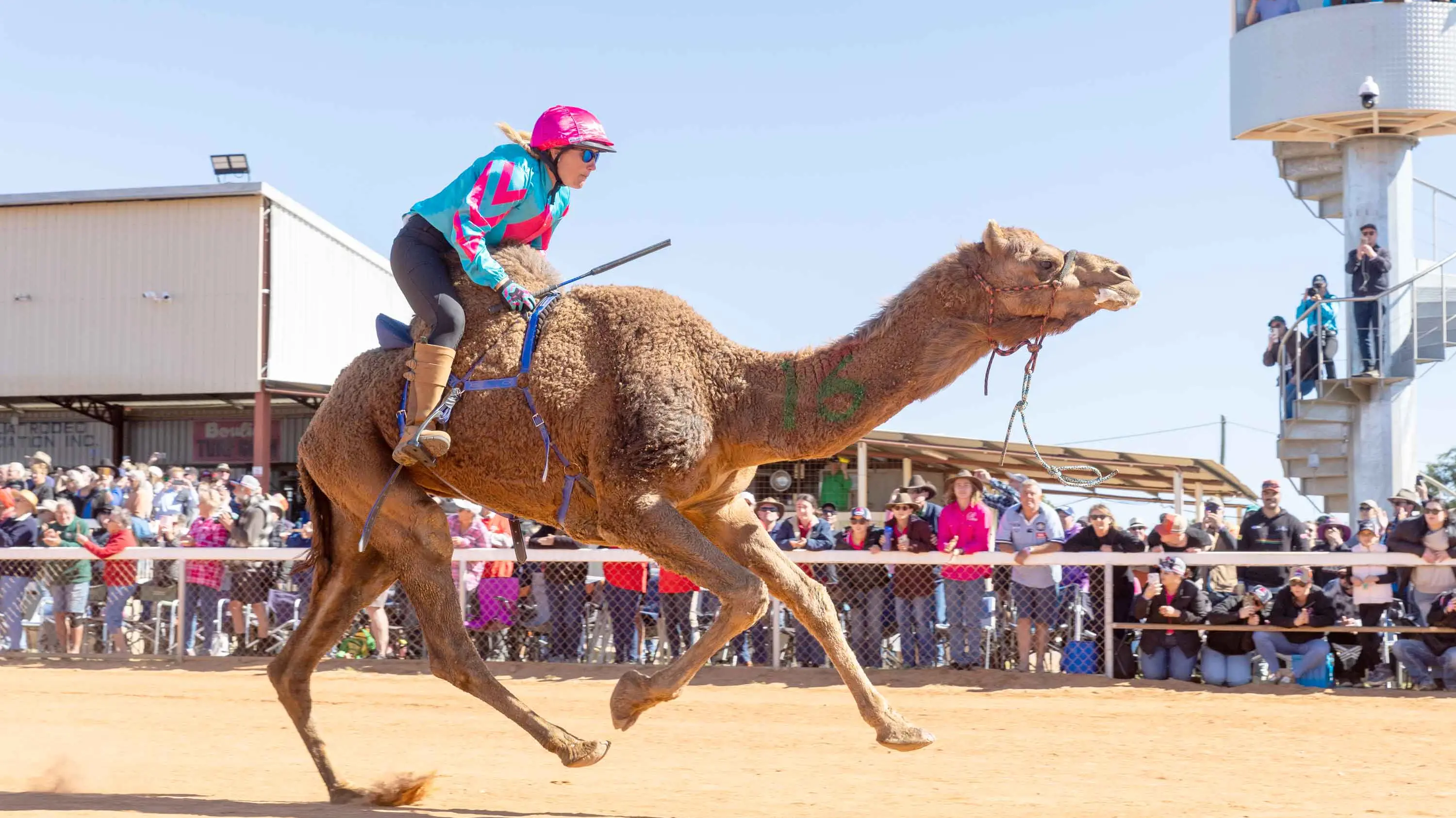 Tourists chase flying camels into outback's red heart