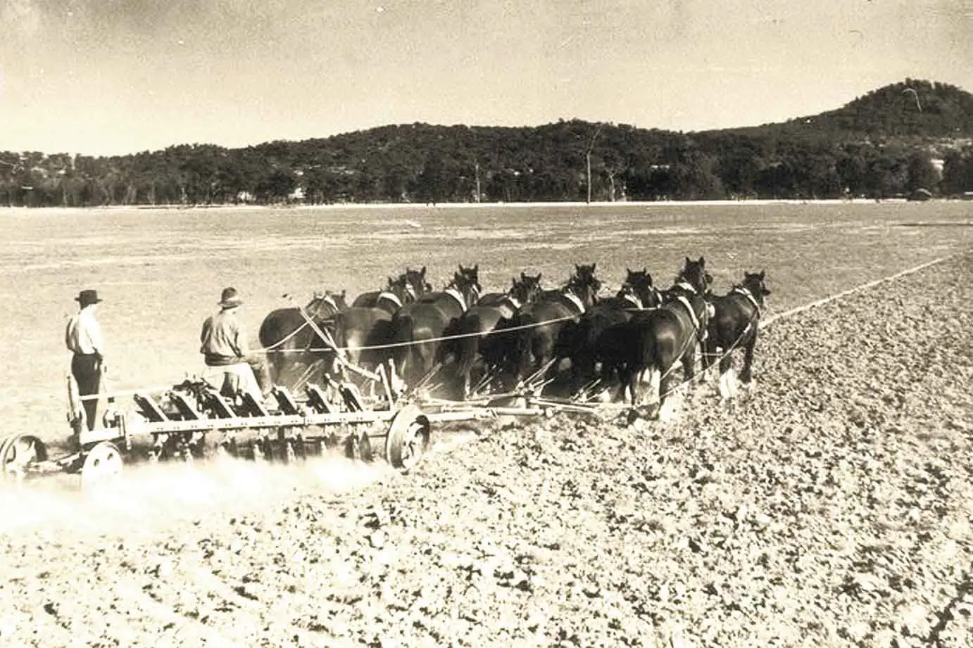 <p>Fallow competitions were vital in an era of expanding agriculture, as they encouraged best practices in dryland farming. Photo: State Library NSW.</p>\\n