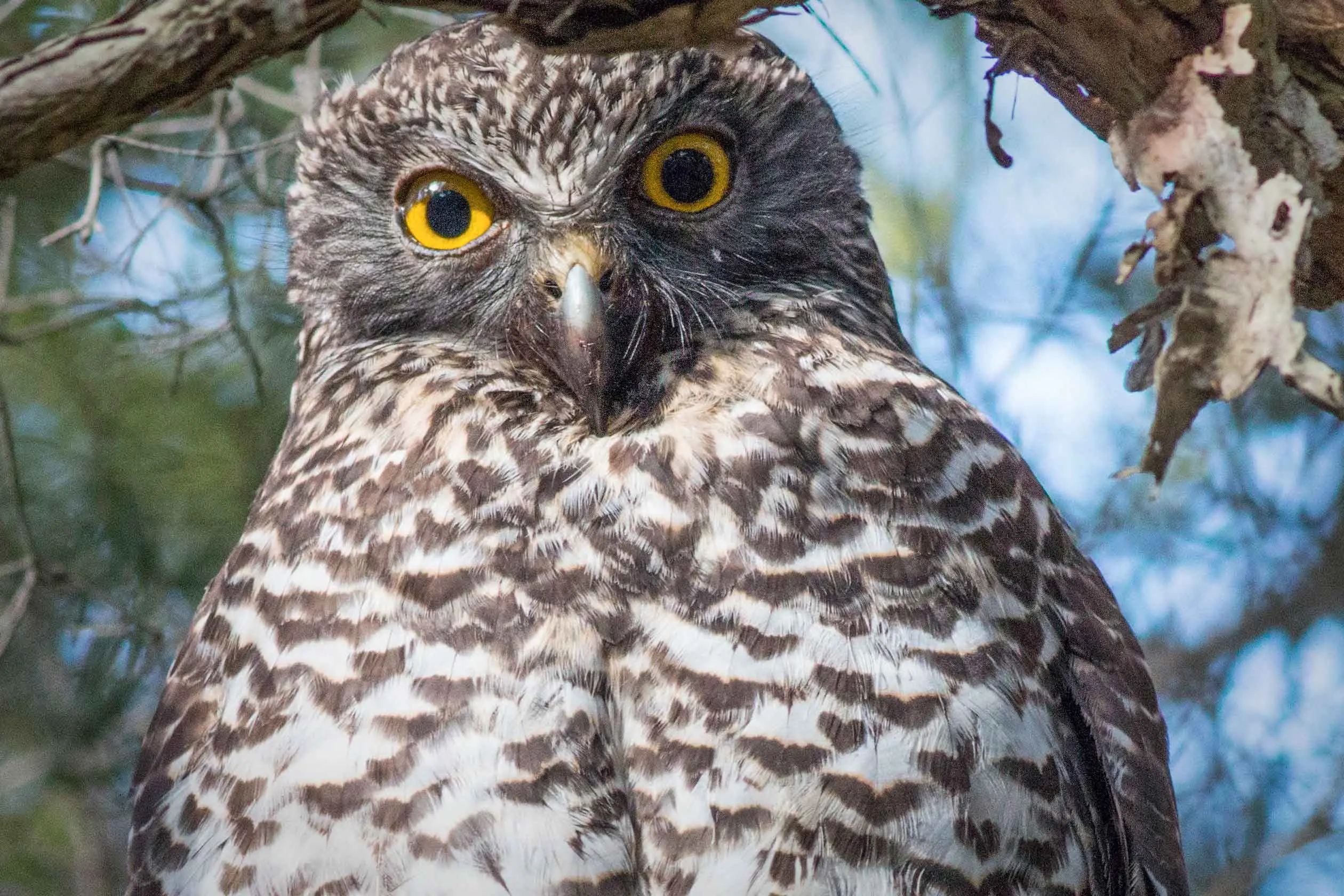 <p>NSW\\'s new Gulguer National Park will protect important habitats for some 28 threatened species including the powerful owl. Photo: AAP/Jessica Hromas</p>\\n