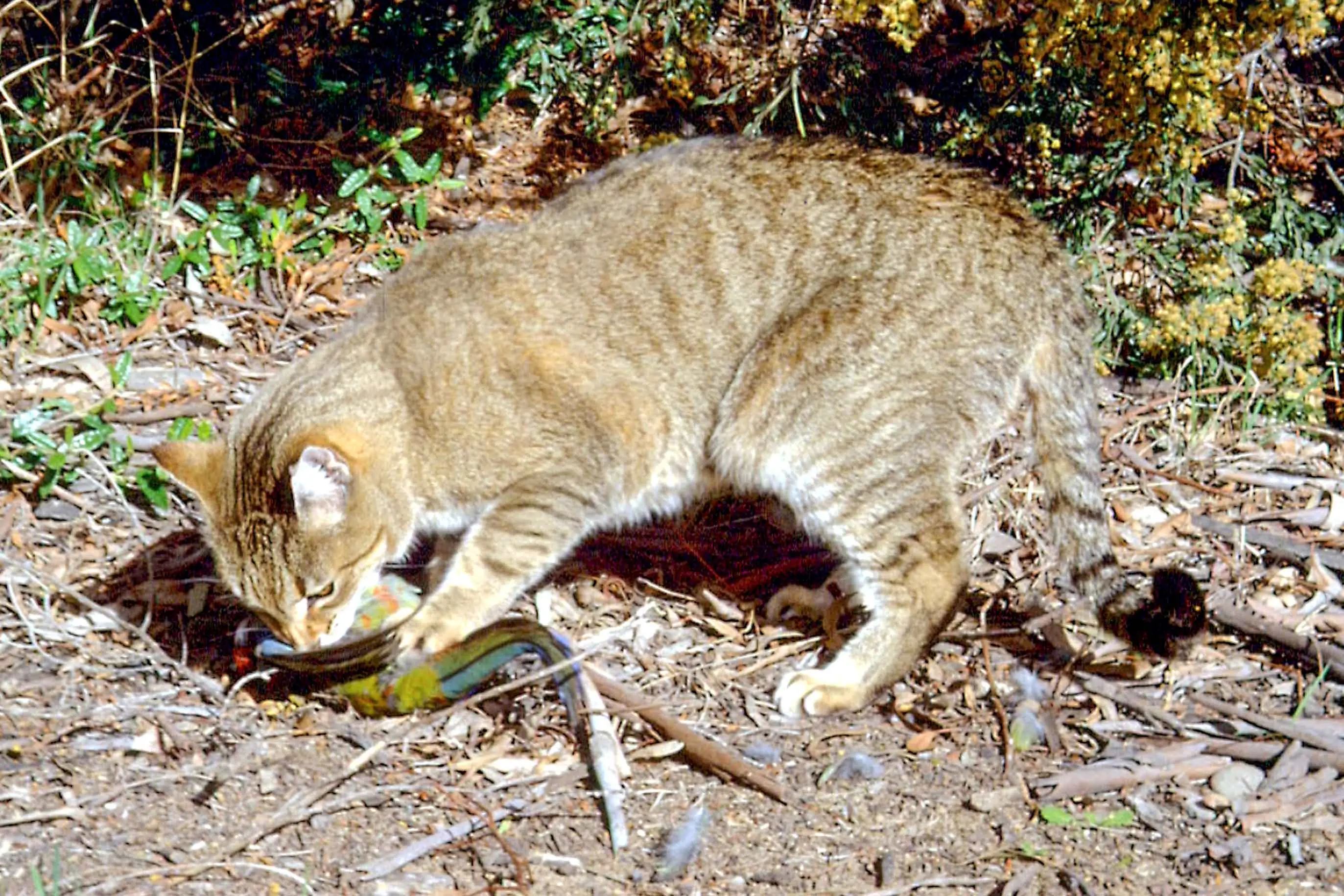 <p>Advanced DNA testing shows feral cats may be responsible for far greater native species deaths. In this undated photo, a feral cat eats a crimson rosella bird which is native to eastern and south eastern Australia. PHOTO: AAP/AP/Supplied/Department of the Environment</p>\\n
