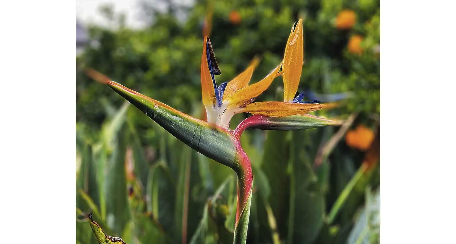 Five plants to give your garden an exotic touch