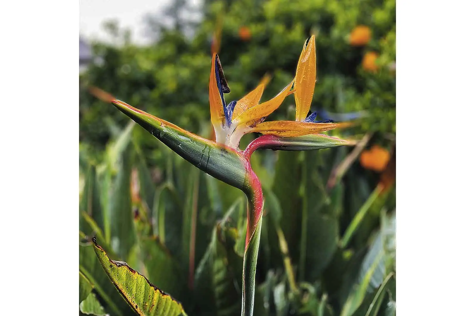 Five plants to give your garden an exotic touch