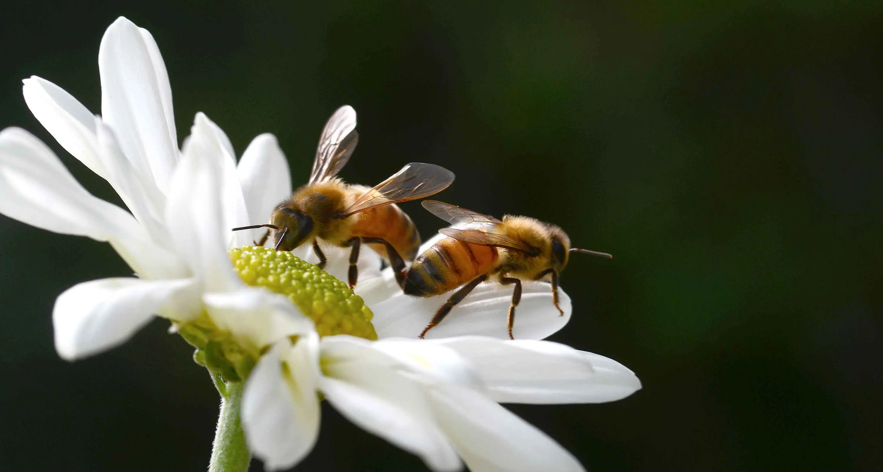 Bee-killing mite second wave raises food security alarm
