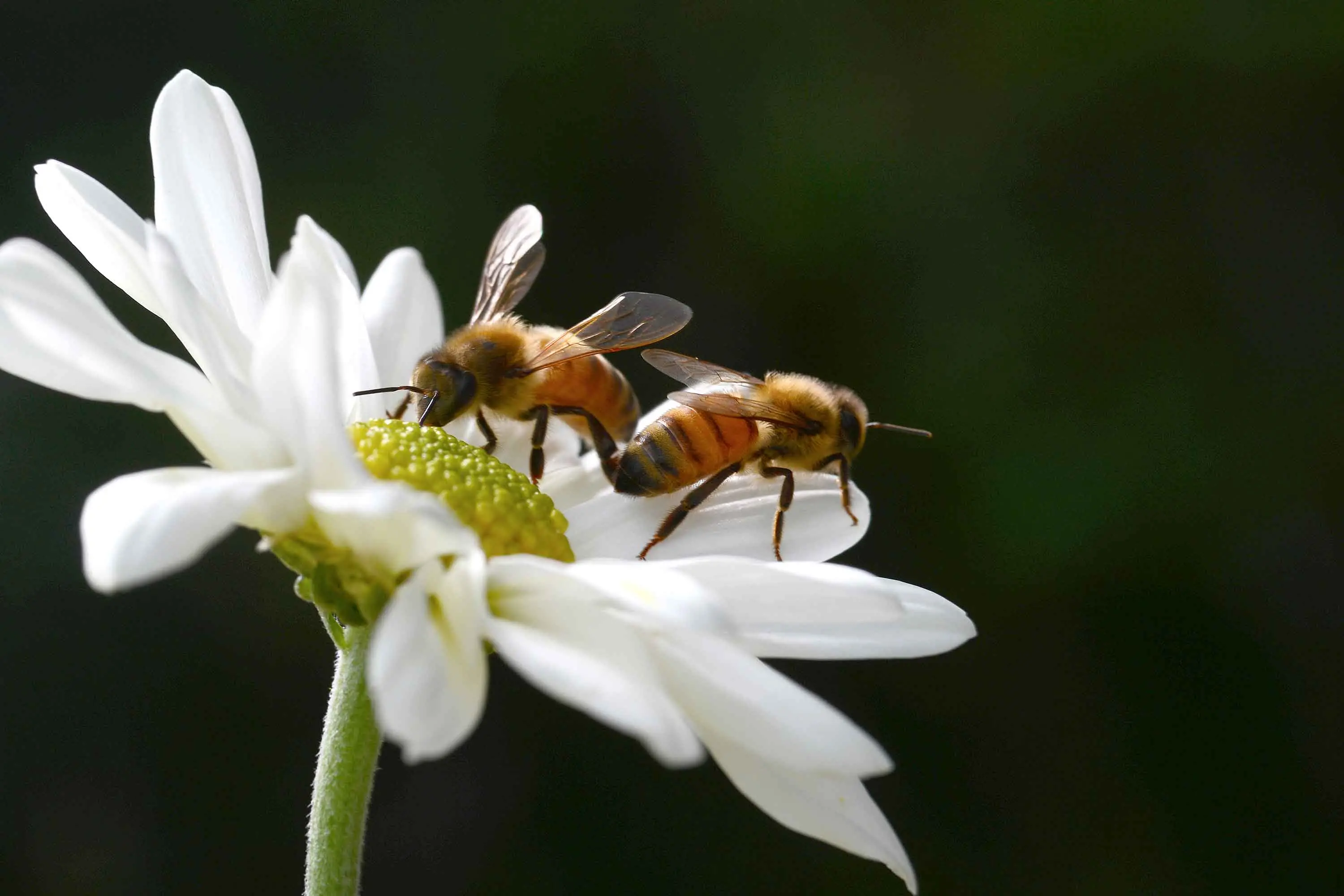 <p>Billions of dollars worth of Australian crops are reliant on bees for pollination in order to grow. Photo: AAP/Dave Hunt</p>\\n