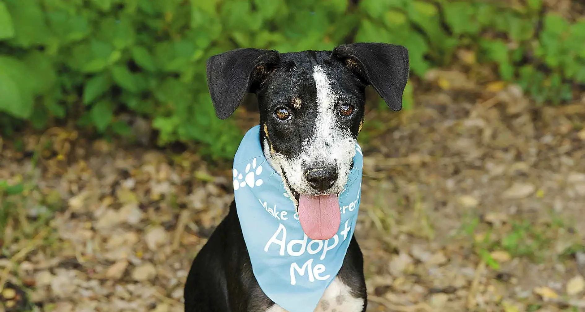 Looking for a real fashionable hybrid pet? Give the Animal Welfare League, a tingle!