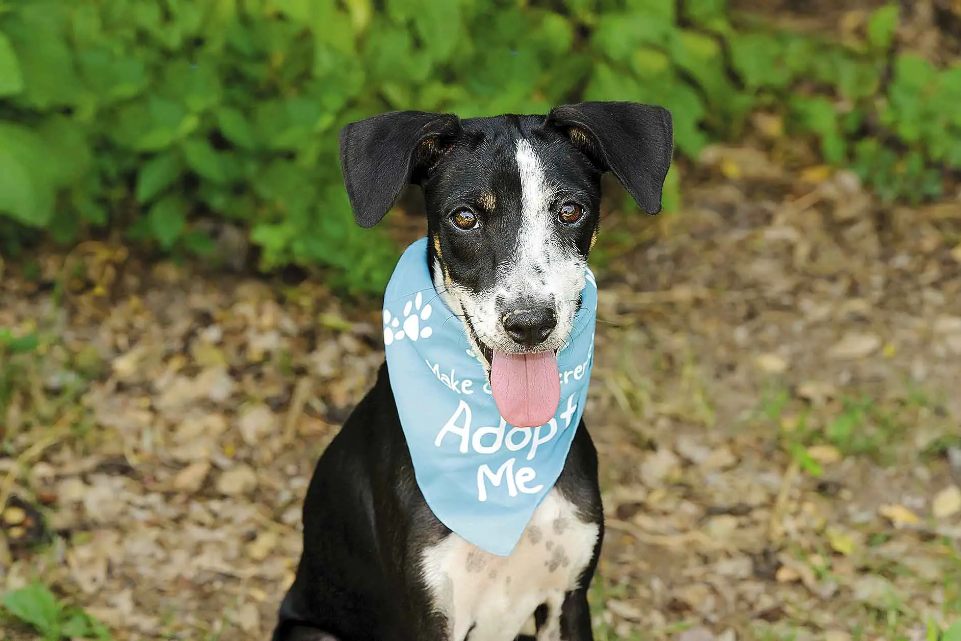 <p>Looking for a pet that will love you for life? Call the Dubbo AWL on 0400 851 781, or go to their facebook page at awlnswdubbo. Photo: Bigstockphoto.</p>\\n