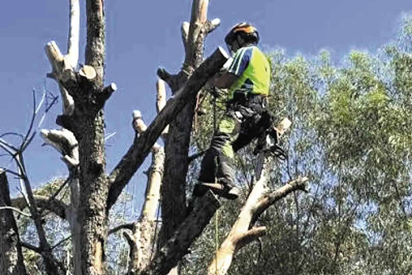 <p>Don\\'t take chances with trees, Wedgie Trees & Landscaping, is one of the leading property maintenance contractors in the region; with safely removing trees, definitely a speciality! Photo: Supplied. </p>\\n