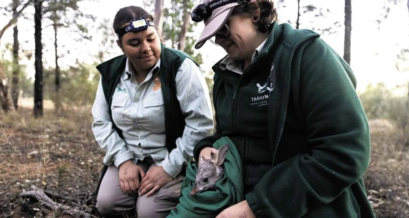 Out of sight but thriving: Cheetahs and bilbies!